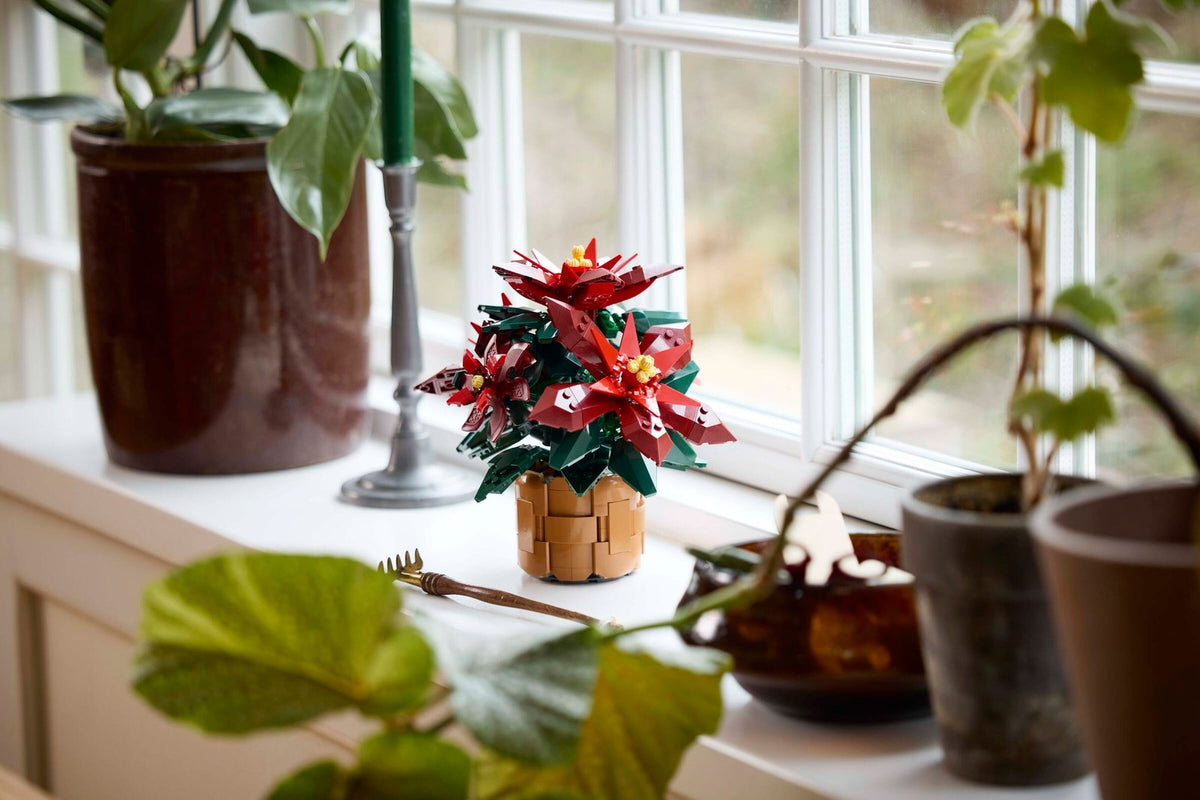 LEGO 10370 Poinsettia – on display